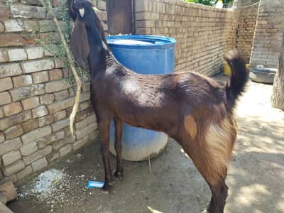 bital goats