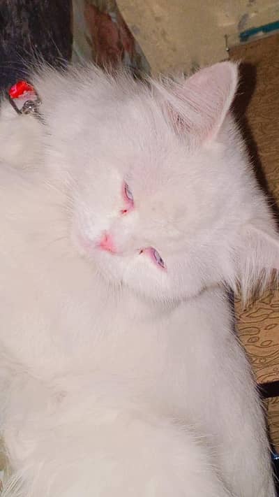 Persian cat