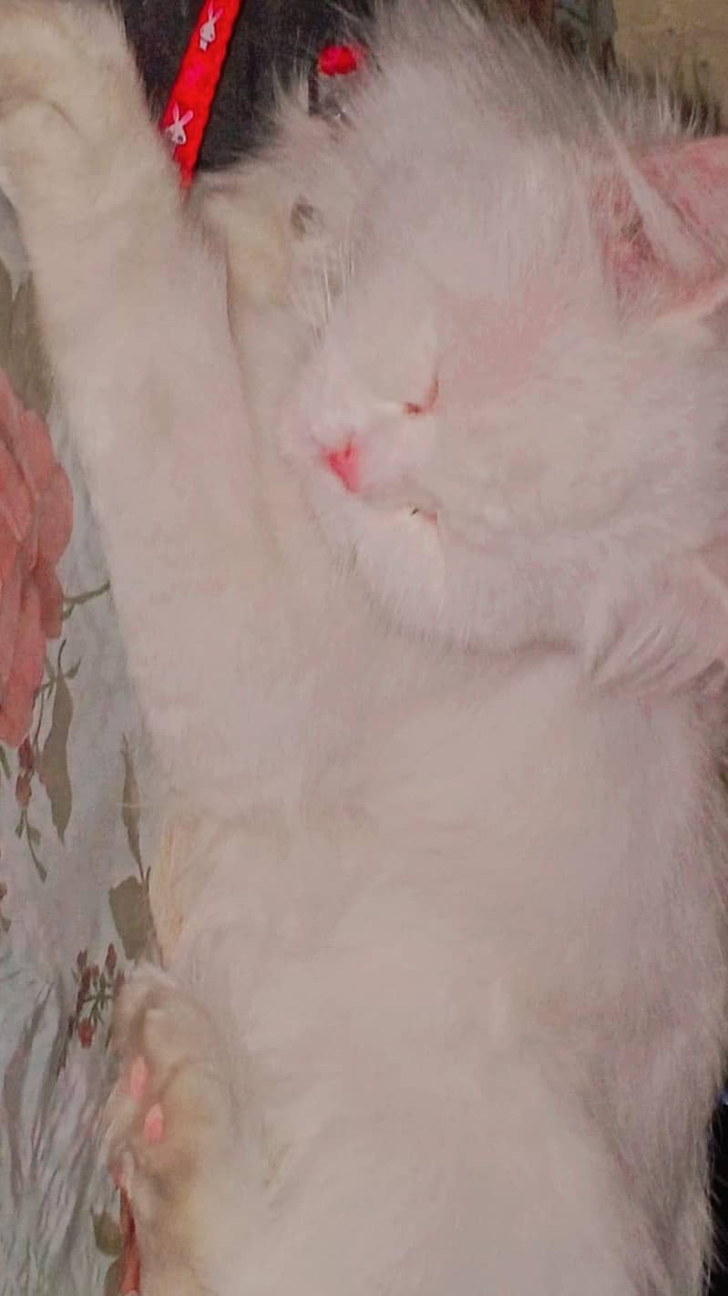 Persian cat 1