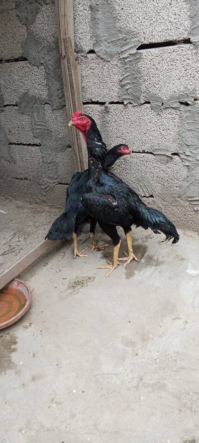 o Shamo male 11 months