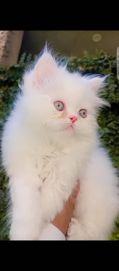punch face kitten