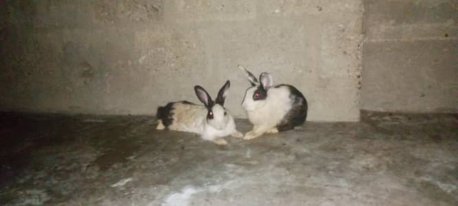Young rabbits