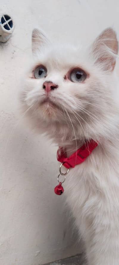 cat for sale