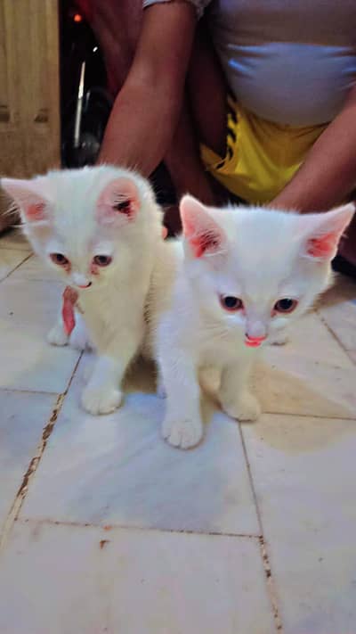 male and female pair full white