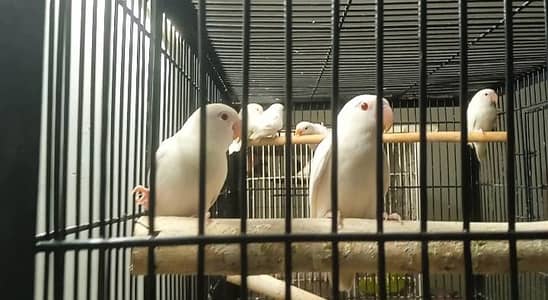 5 Albino red eye