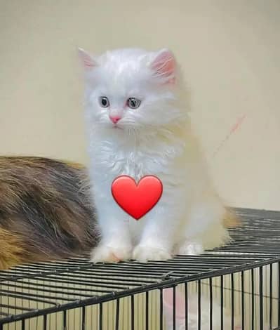 (Persian female kitten) (for sale all) (Pakistan delivery available)