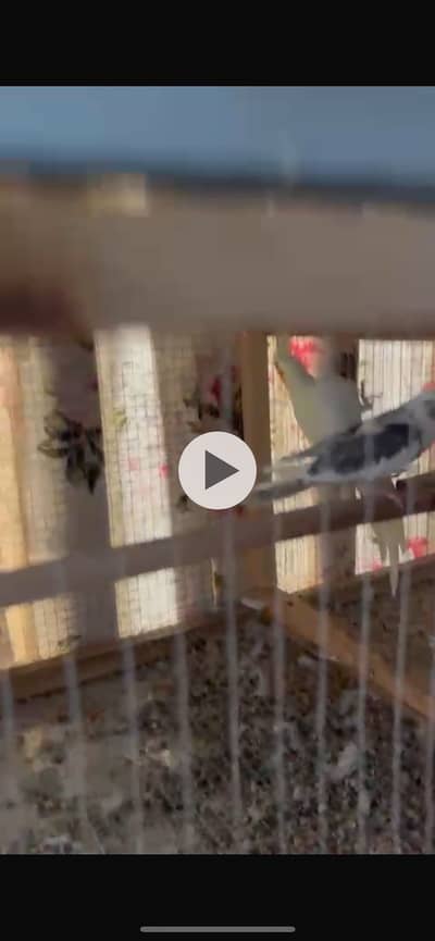 All birds are healthy and breeder pears