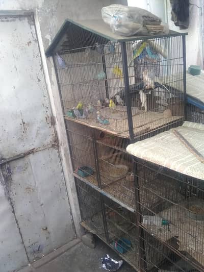 parrot