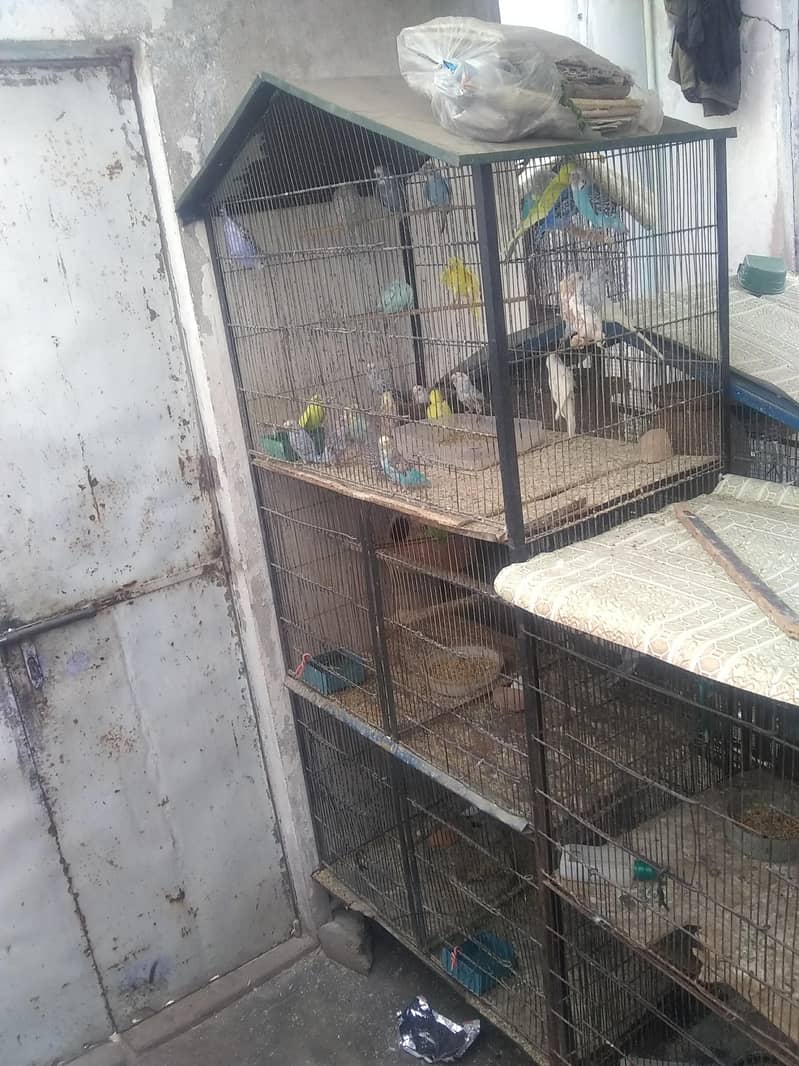 parrot 0