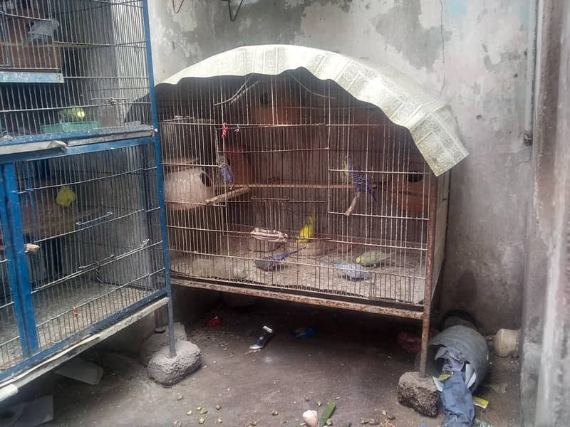 parrot 1