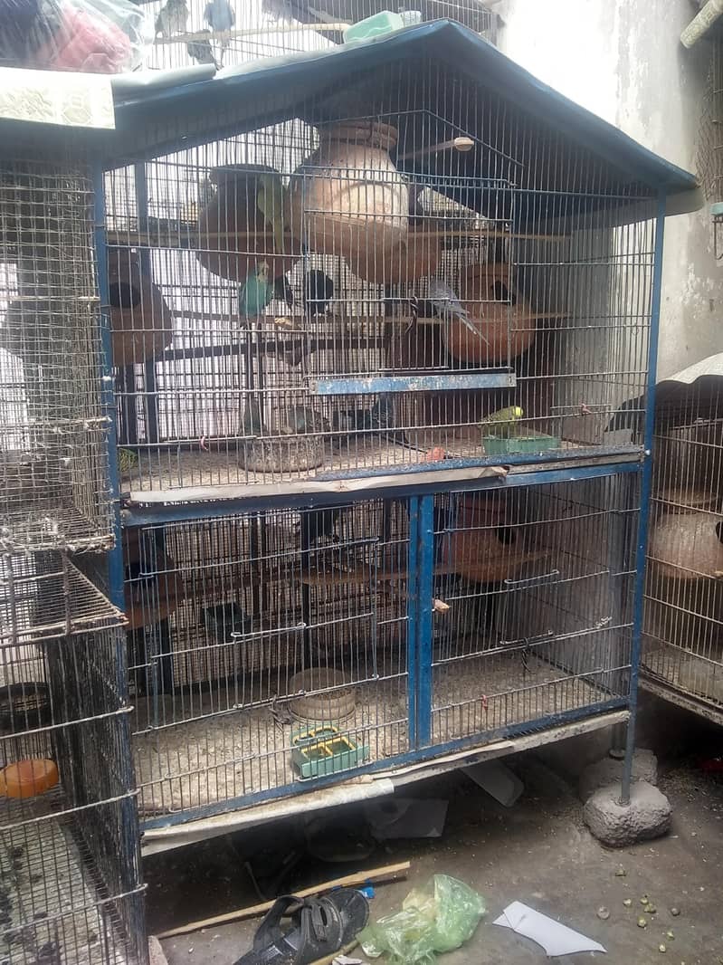 parrot 2