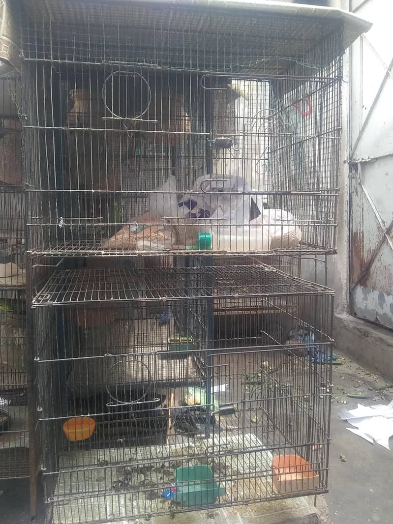 parrot 3