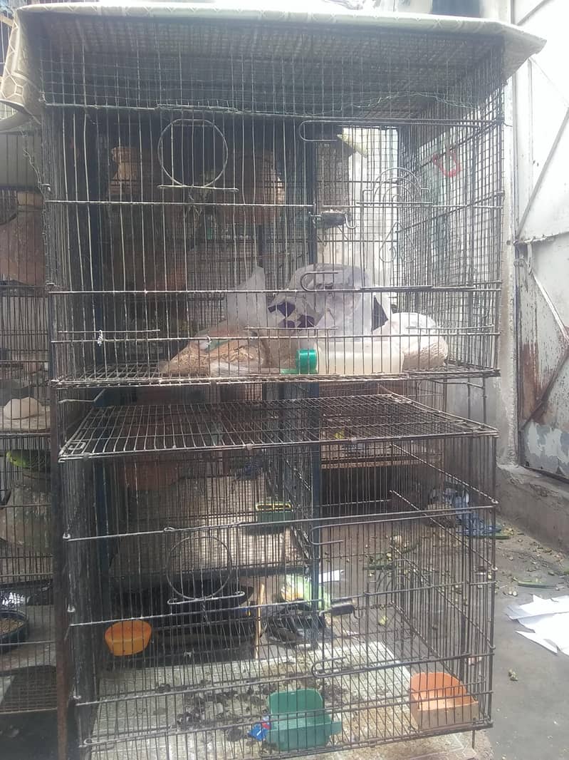parrot 4
