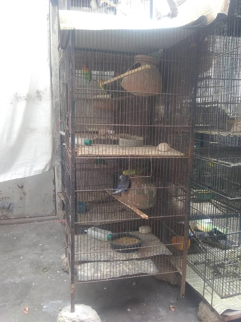 parrot 6