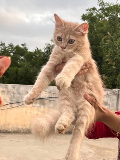 persion kittens available