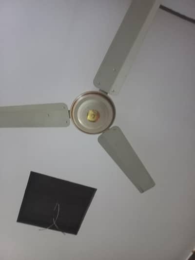 5 Luminor Fans