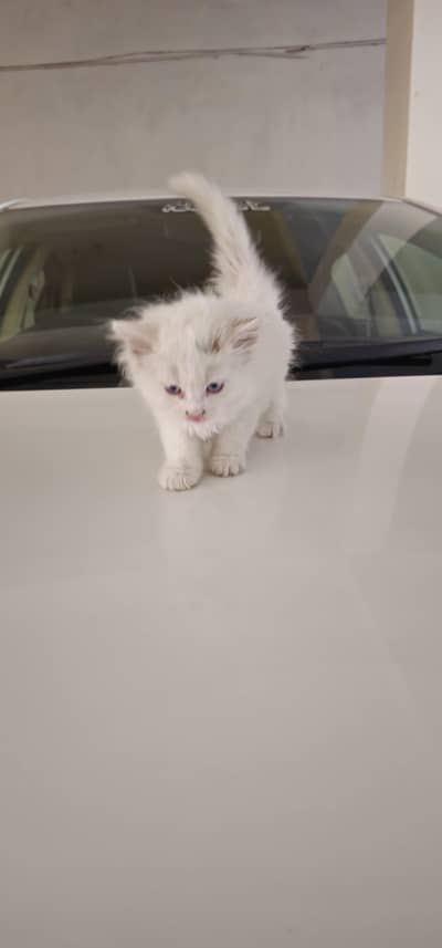 cat for sale