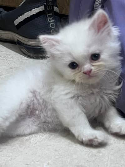 persian kittens