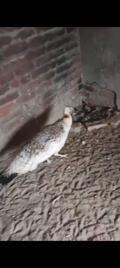 peacock