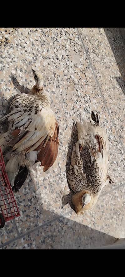Peafowls Chakor Mor Pair For Sale