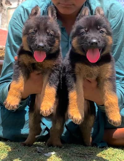 German Shepherd double coat Jodi 2 month for sale