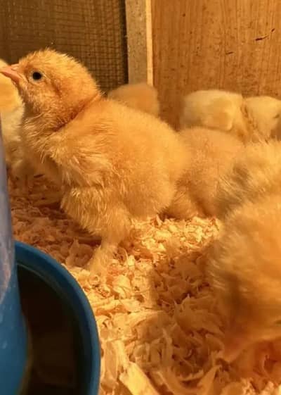 golden buff chiks and eggs Aplus quality