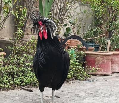Polish Breeder Male