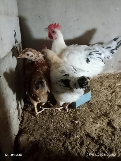 mesri hens