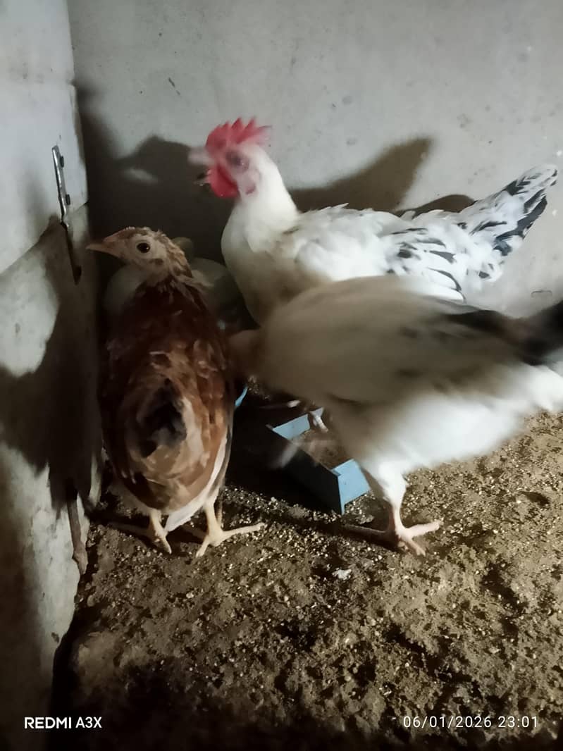 mesri hens 1