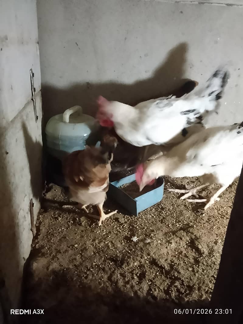 mesri hens 2