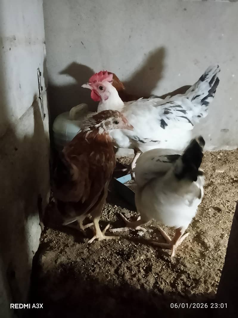 mesri hens 3