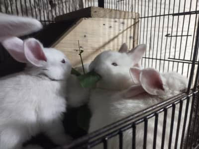New Zealand Rabbit