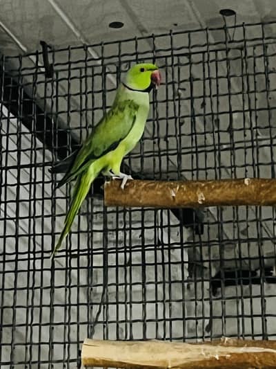 Breeder pair