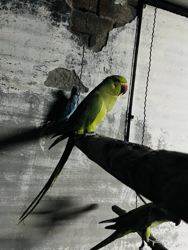Breeder pair 1