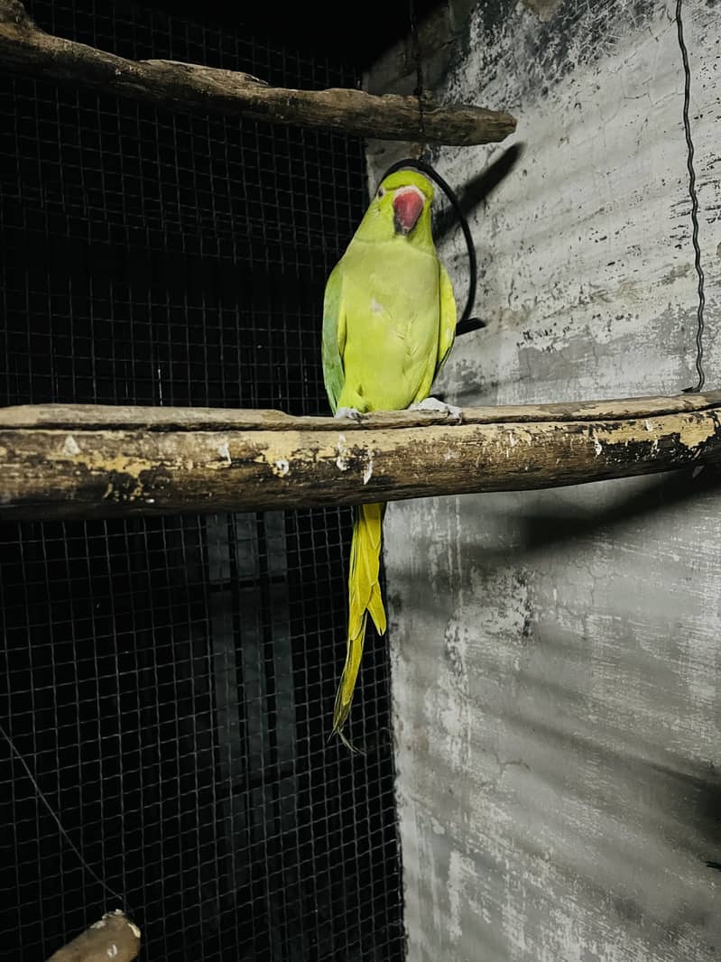 Breeder pair 2