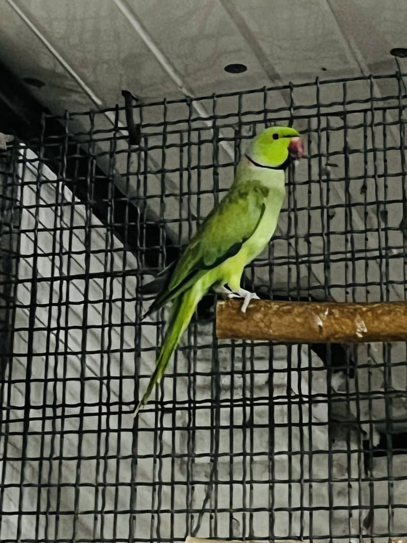 Breeder pair 3