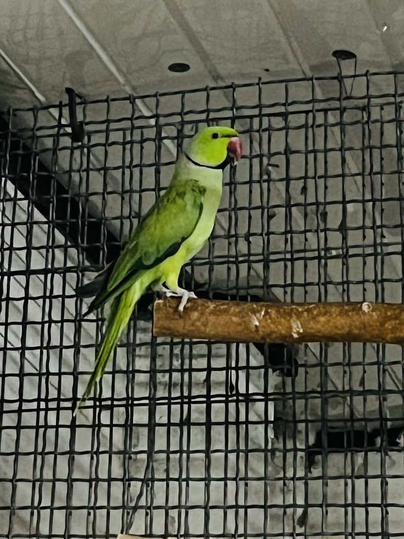 Breeder pair 4