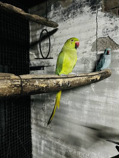Breeder pair