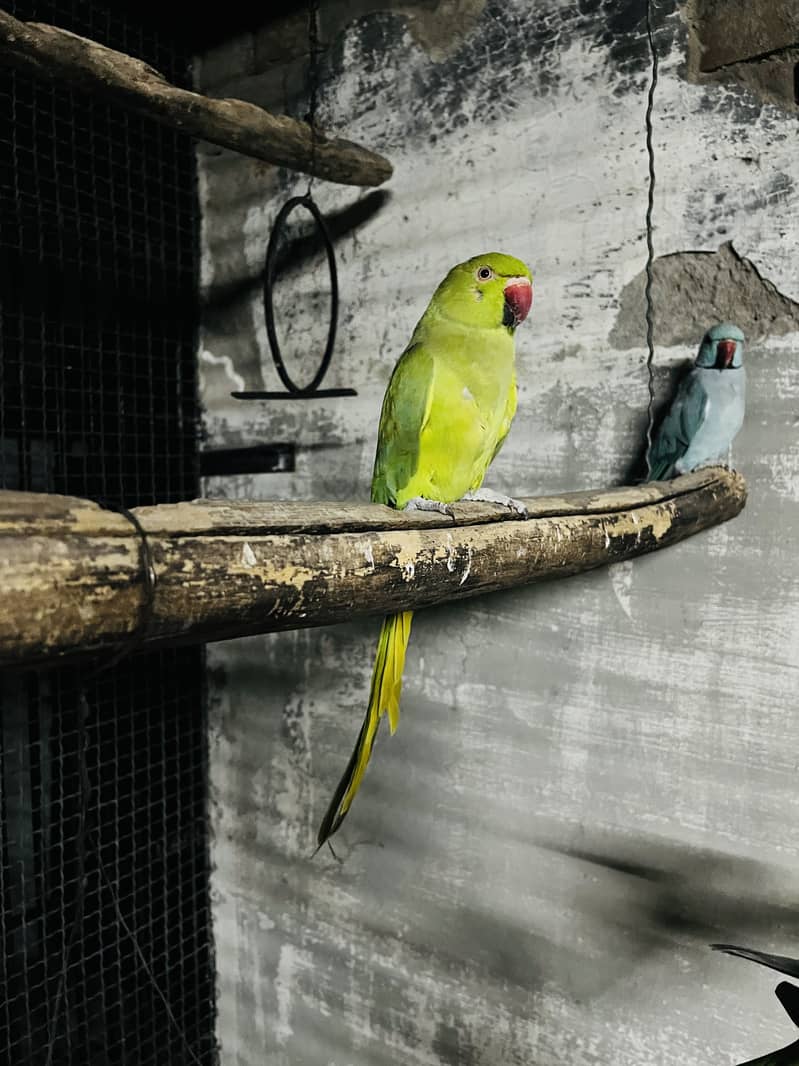 Breeder pair 5