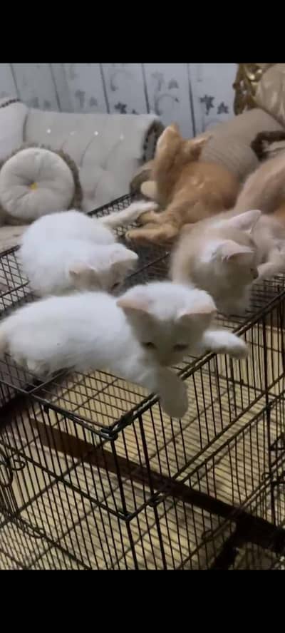 pershion 6 kitten available for sale contact num 03158056170 Is num pr