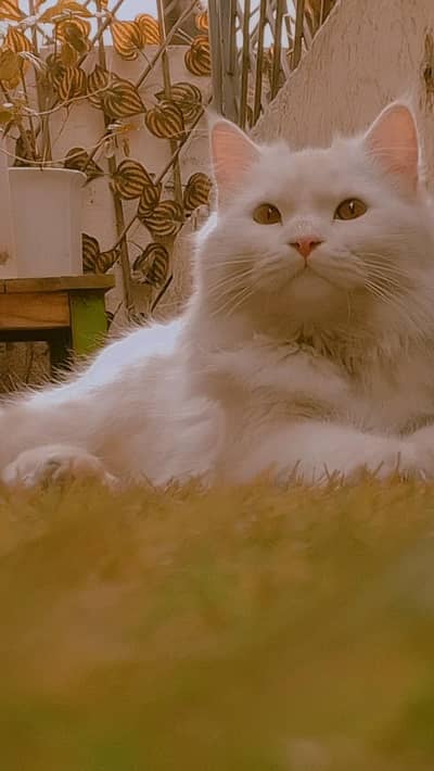 Persian triple coated male cat