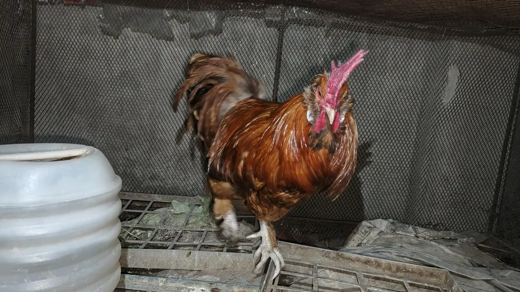 Golden Heavy Buff Male — photo 3