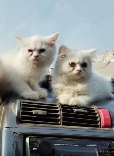 Persian triple coat kitten