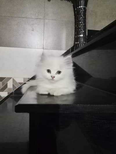 CAT KITTEN