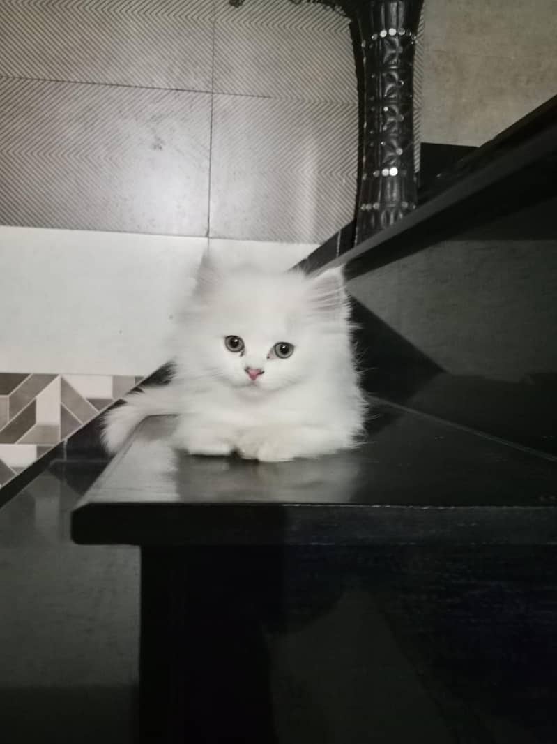 CAT KITTEN 0