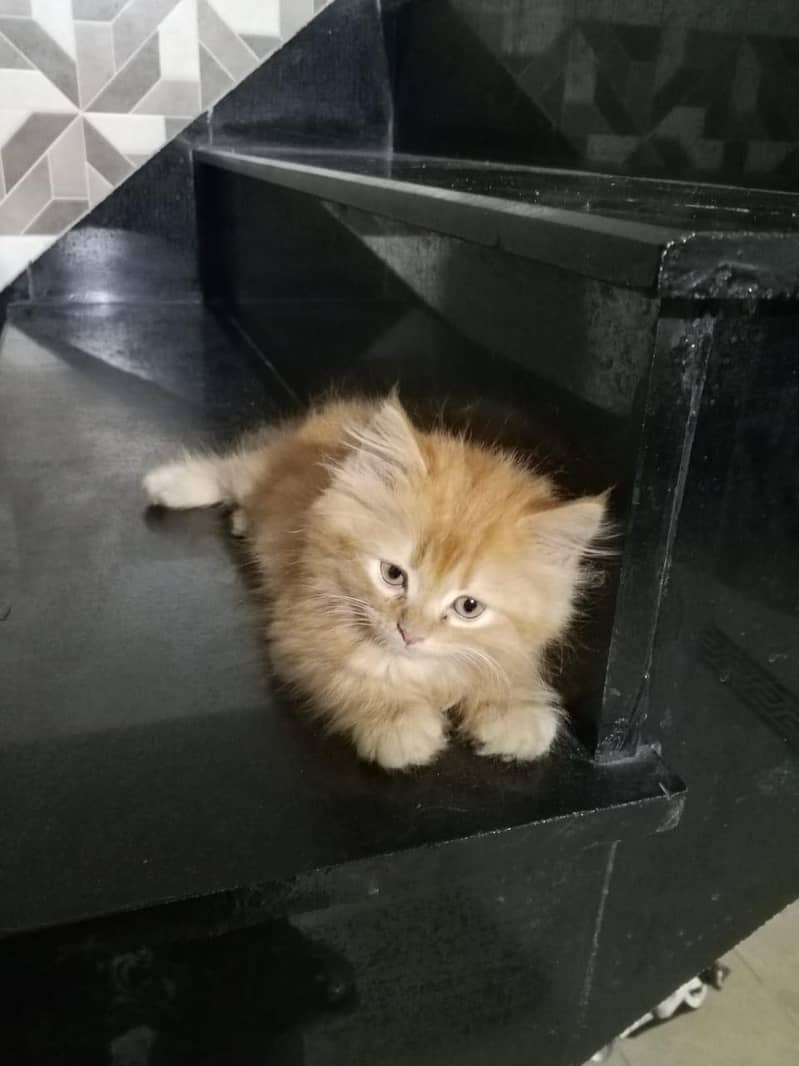 CAT KITTEN 1