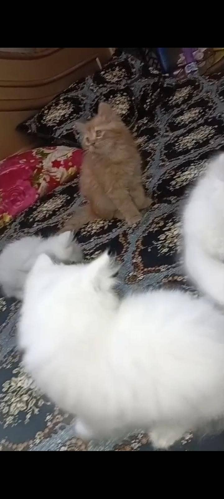 CAT KITTEN 2