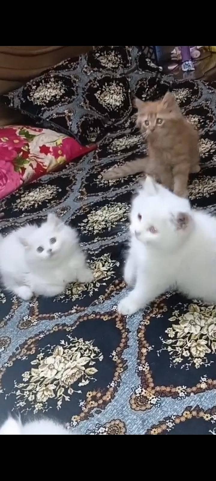 CAT KITTEN 3