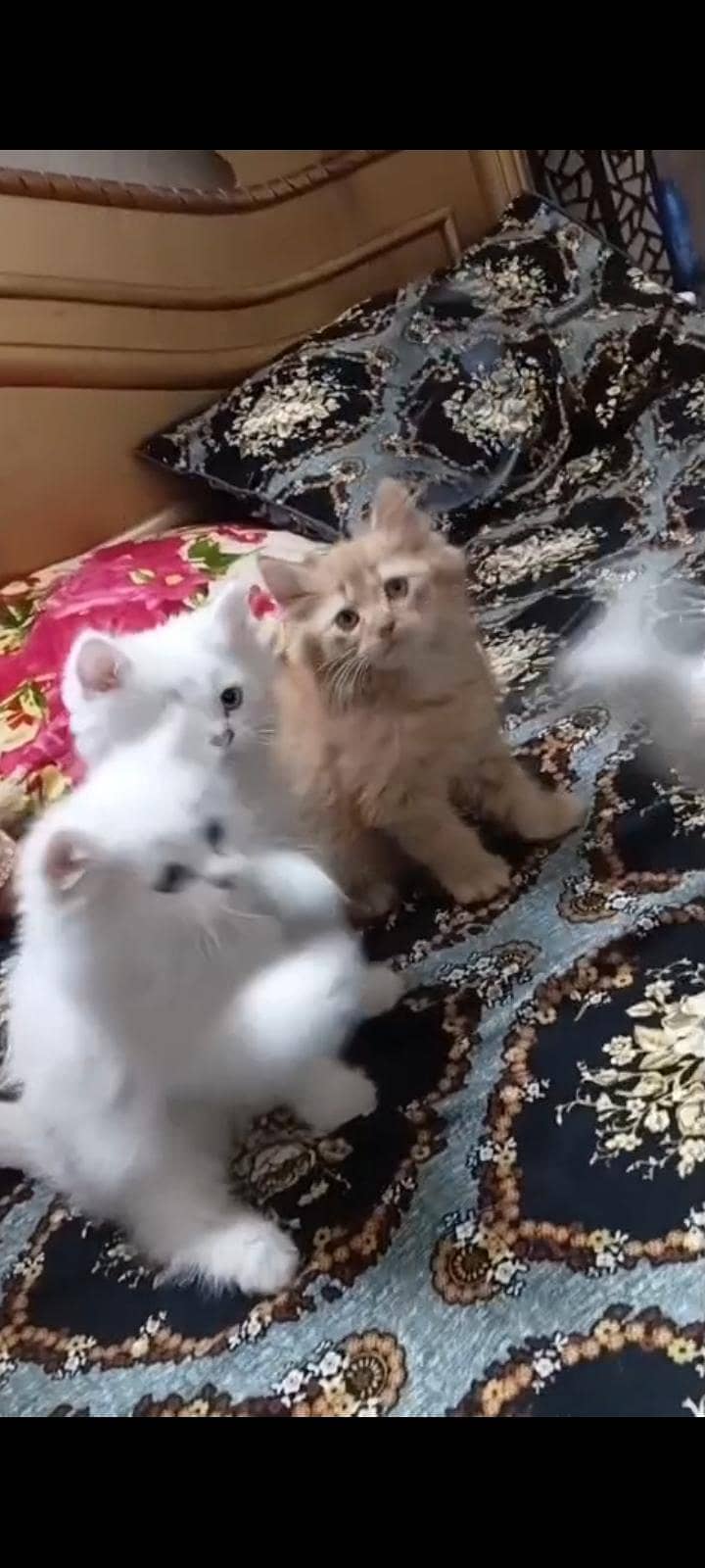 CAT KITTEN 4