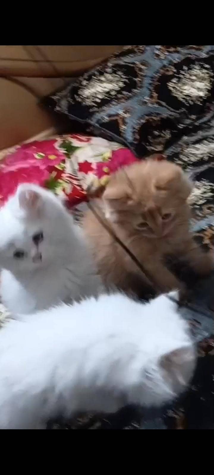 CAT KITTEN 5